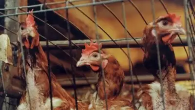 из открытых источников, фото - Новости Zakon.kz от 16.07.2018 18:32