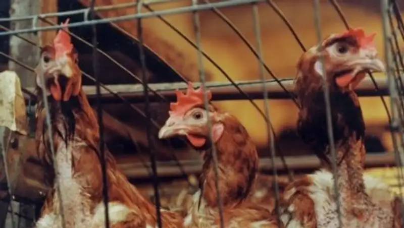 В СКО из-за азиатской чумы погибло около 1500 домашней птицы