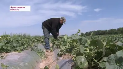 Кадр из видео, фото - Новости Zakon.kz от 03.07.2020 00:14