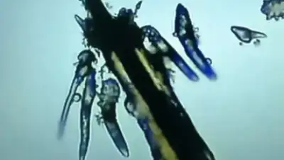 Wechat, фото - Новости Zakon.kz от 09.09.2019 08:33