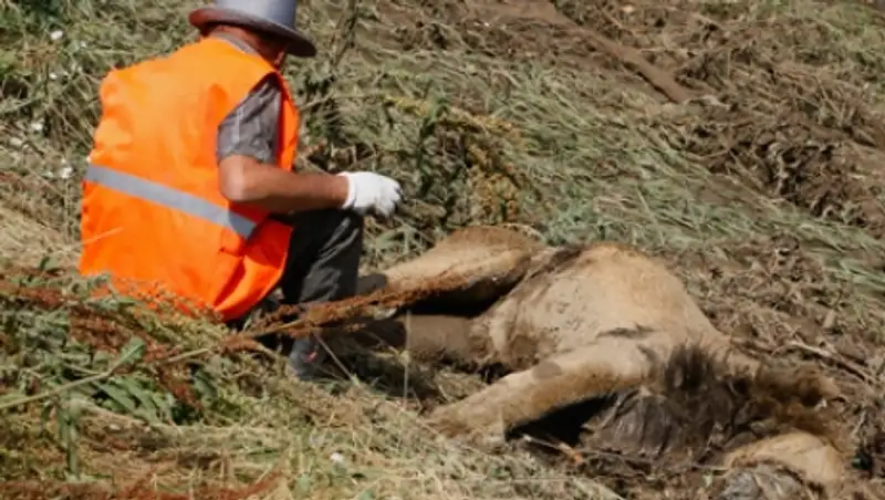 В Тбилиси лев напал на человека