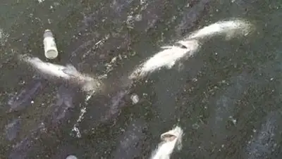 Zakon.kz, фото - Новости Zakon.kz от 12.06.2014 21:14