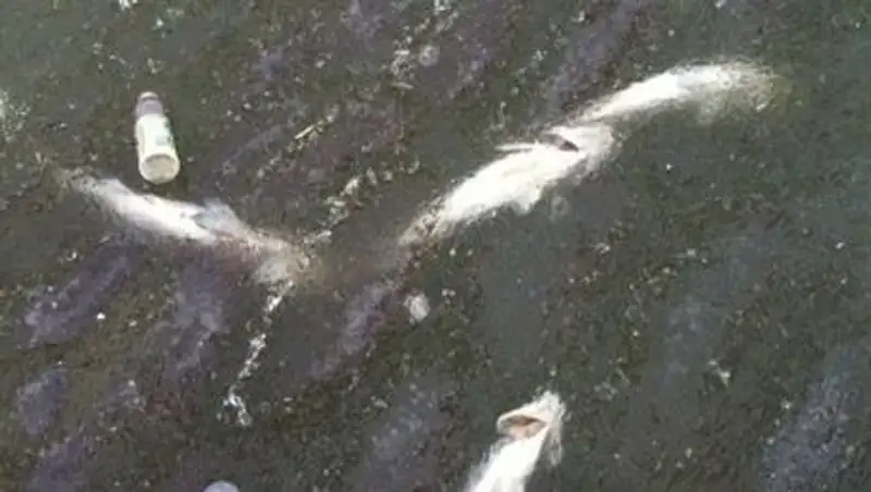 Около сотни мертвых рыб обнаружено на берегу Иртыша в Усть-Каменогорске