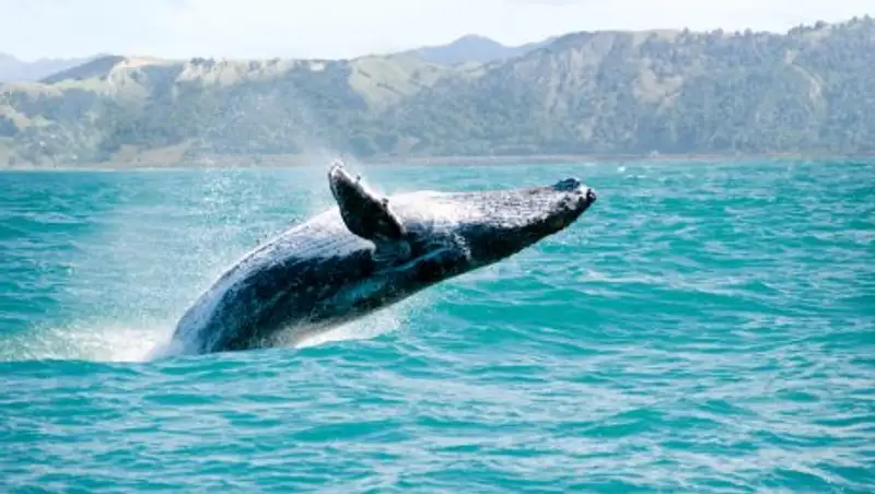 Синий кит впервые в истории появился в Красном море