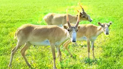 Zakon.kz, фото - Новости Zakon.kz от 02.08.2017 18:41