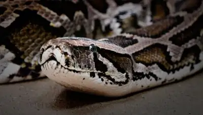 Savageworld.ru, фото - Новости Zakon.kz от 15.07.2018 19:17