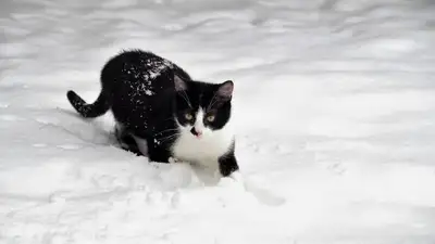 Столичный школьник провалился под лед, спасая котенка, фото - Новости Zakon.kz от 24.11.2022 17:15