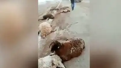 ктк, фото - Новости Zakon.kz от 01.02.2020 03:23