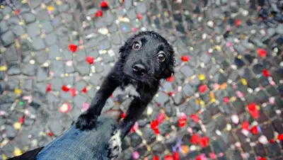 Pinterest, фото - Новости Zakon.kz от 19.08.2020 01:20