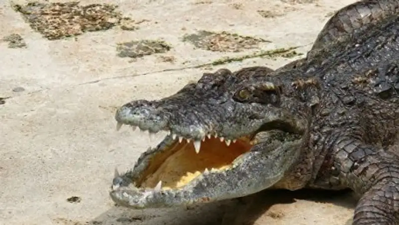 В Индии на похороны крокодила пришли 500 человек