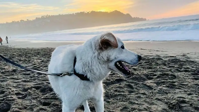 «Счастливый Лаки»: что известно о жизни пса из Атырау в Америке