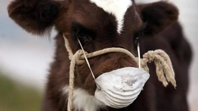 В 2014 году в стране зафиксировали 74  очага острых инфекционных заболеваний животных