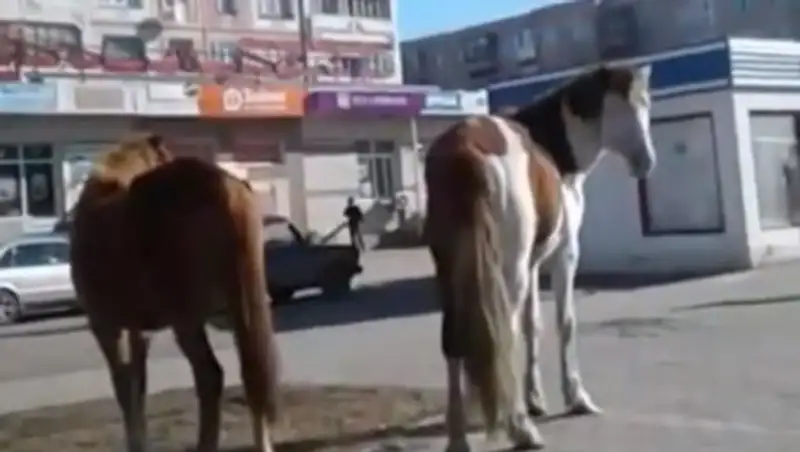Гуляющих по Кокшетау лошадей сняли на видео