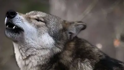 stoneforest.ru, фото - Новости Zakon.kz от 15.01.2020 10:15