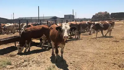 АО "Фонд финансовой поддержки сельского хозяйства", фото - Новости Zakon.kz от 15.07.2020 09:30