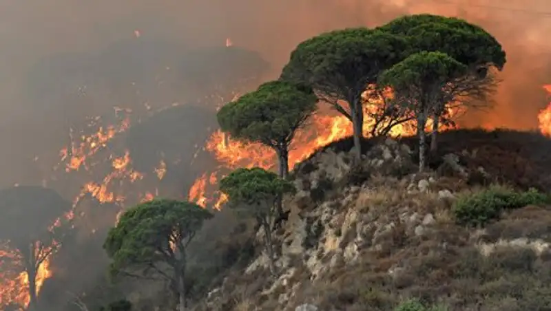 Жертвами пожаров в Греции стали 20 человек