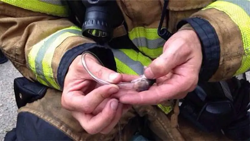 Американские пожарные спасли семью хомяков