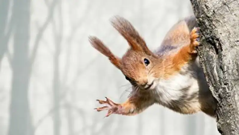 Вооруженную ножом белку сняли на видео