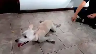 CEN, фото - Новости Zakon.kz от 03.07.2020 17:55