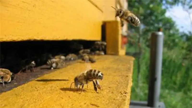 В Зыряновском районе спасатели ищут пропавших пасечников