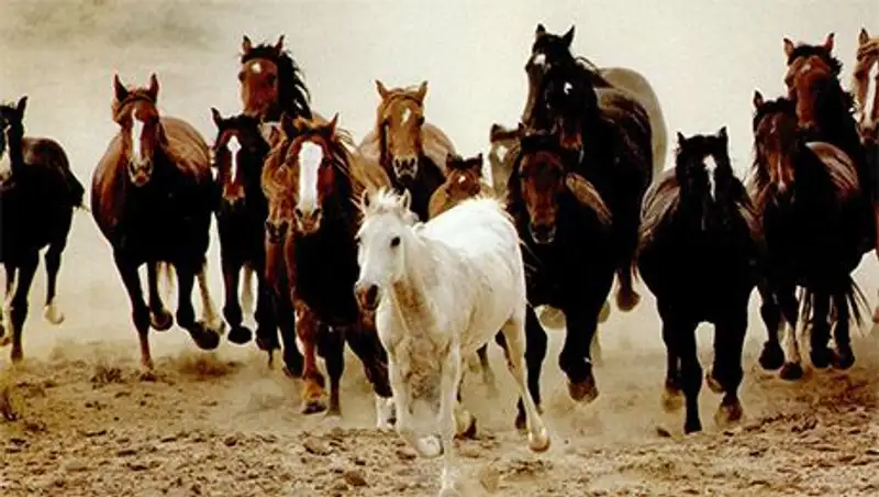 Из Кыргызстана в Казахстан пытались незаконно перегнать 30 лошадей