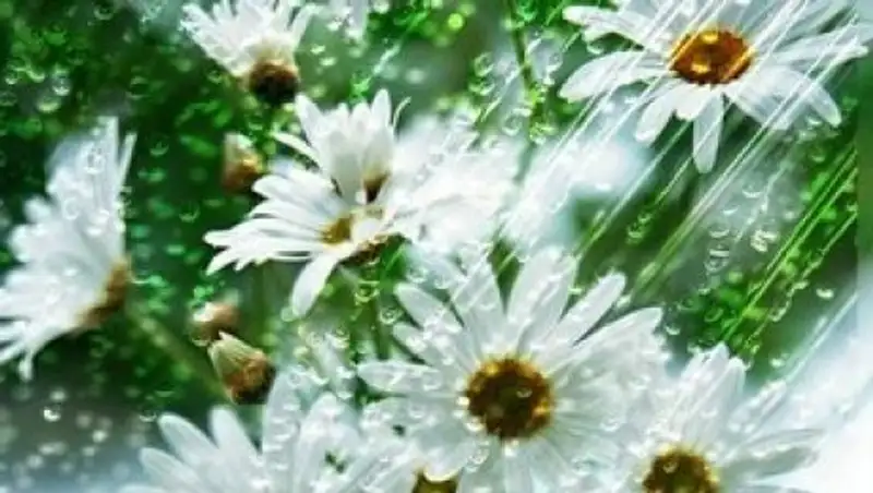 Теплые кратковременные дожди обещают синоптики в ближайшие трое суток