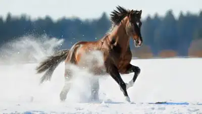 zakon.kz., фото - Новости Zakon.kz от 23.12.2020 07:34