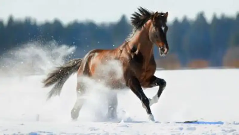 У олимпийского призера угнали табун лошадей в Жамбылской области