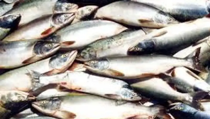 В Восточном Казахстане в озере Зайсан браконьеры выловили  рекордное количество рыбы