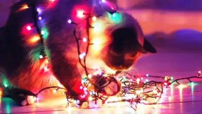 Zakon.kz, фото - Новости Zakon.kz от 04.12.2014 17:03