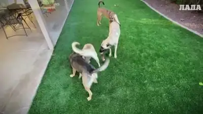 lada.kz, фото - Новости Zakon.kz от 31.03.2021 10:18