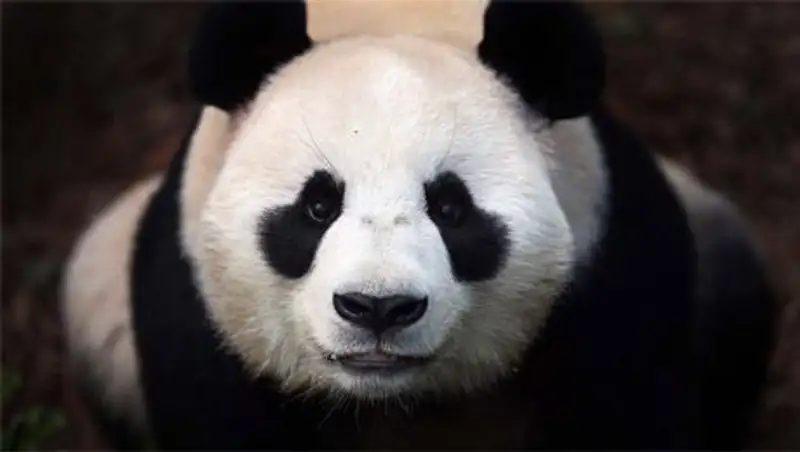 Панды помогут Китаю наладить отношения с Южной Кореей