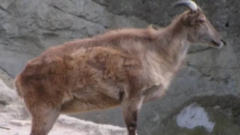 Браконьера, застрелившего горного козла, задержали в Алматинской области