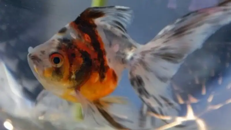 В Англии прооперирована аквариумная рыбка