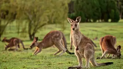 animalesenpeligrodeextincion.co, фото - Новости Zakon.kz от 29.07.2018 06:05