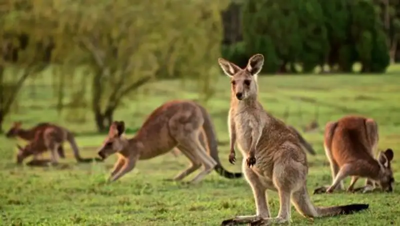 Жители Австралии переживают из-за множащейся популяции кенгуру