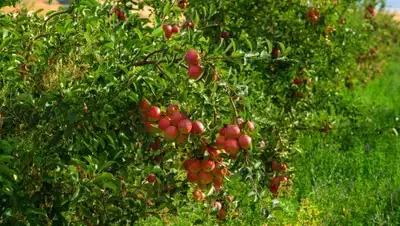 Zakon.kz, фото - Новости Zakon.kz от 13.10.2017 14:08