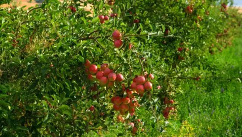 Садоводы ЮКО в этом году собрали 86 тыс. тонн яблок