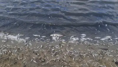 Министерство экологии, геологии и природных ресурсов РК, фото - Новости Zakon.kz от 06.09.2019 10:30