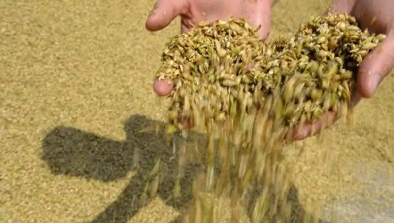 МСХ прогнозирует урожай зерновых на уровне 15 млн тонн в 2016 году