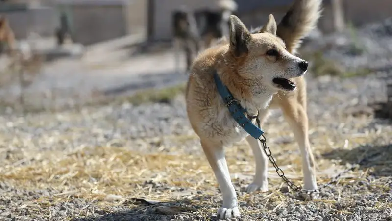 Сильно лаяла ночью: сосед задушил собаку