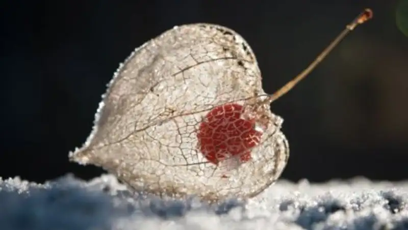 В Патагонии обнаружили окаменелый плод, которому 52 миллиона лет