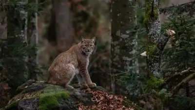 Pixabay, фото - Новости Zakon.kz от 27.10.2021 18:38