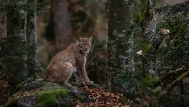 Рысь вывела детенышей на прогулку в Бурабае
