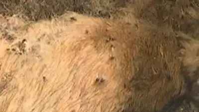 Скриншот с видео, фото - Новости Zakon.kz от 10.04.2018 01:07