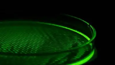 inosmi, фото - Новости Zakon.kz от 25.11.2020 07:03