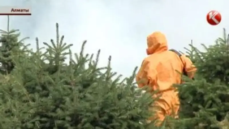 Алматы атакуют клещи