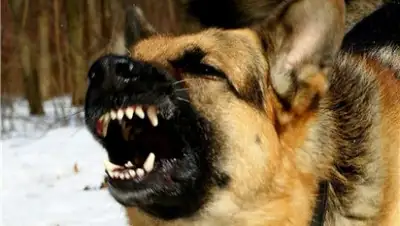 Zakon.kz, фото - Новости Zakon.kz от 26.01.2015 15:28