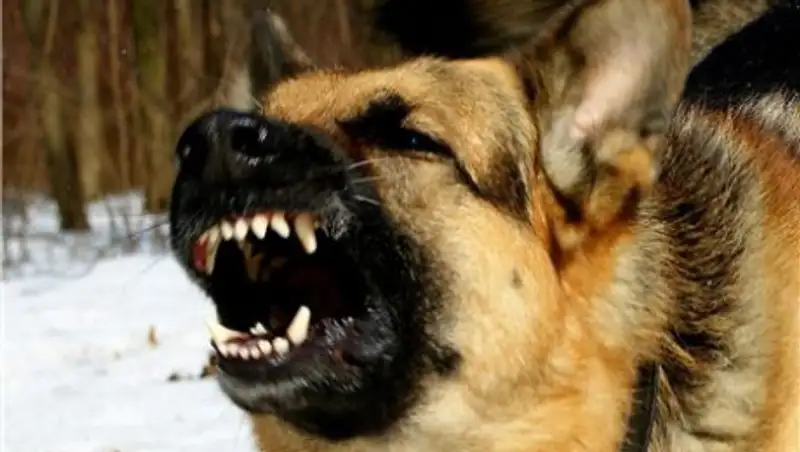 В 2014 году в Павлодарской области выявлен 21 случай бешенства у животных