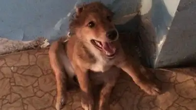 Zakon.kz, фото - Новости Zakon.kz от 14.10.2015 01:20